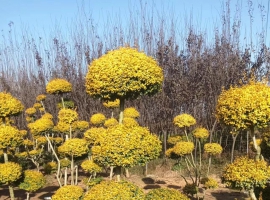 花镜绿植组合